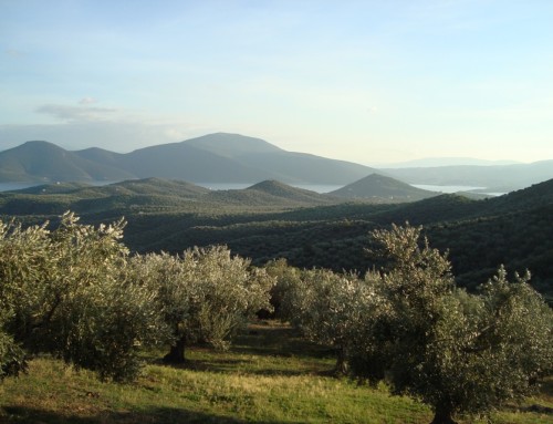 Is The Greek Olive Growing Industry Really  Sustainable & Solid?